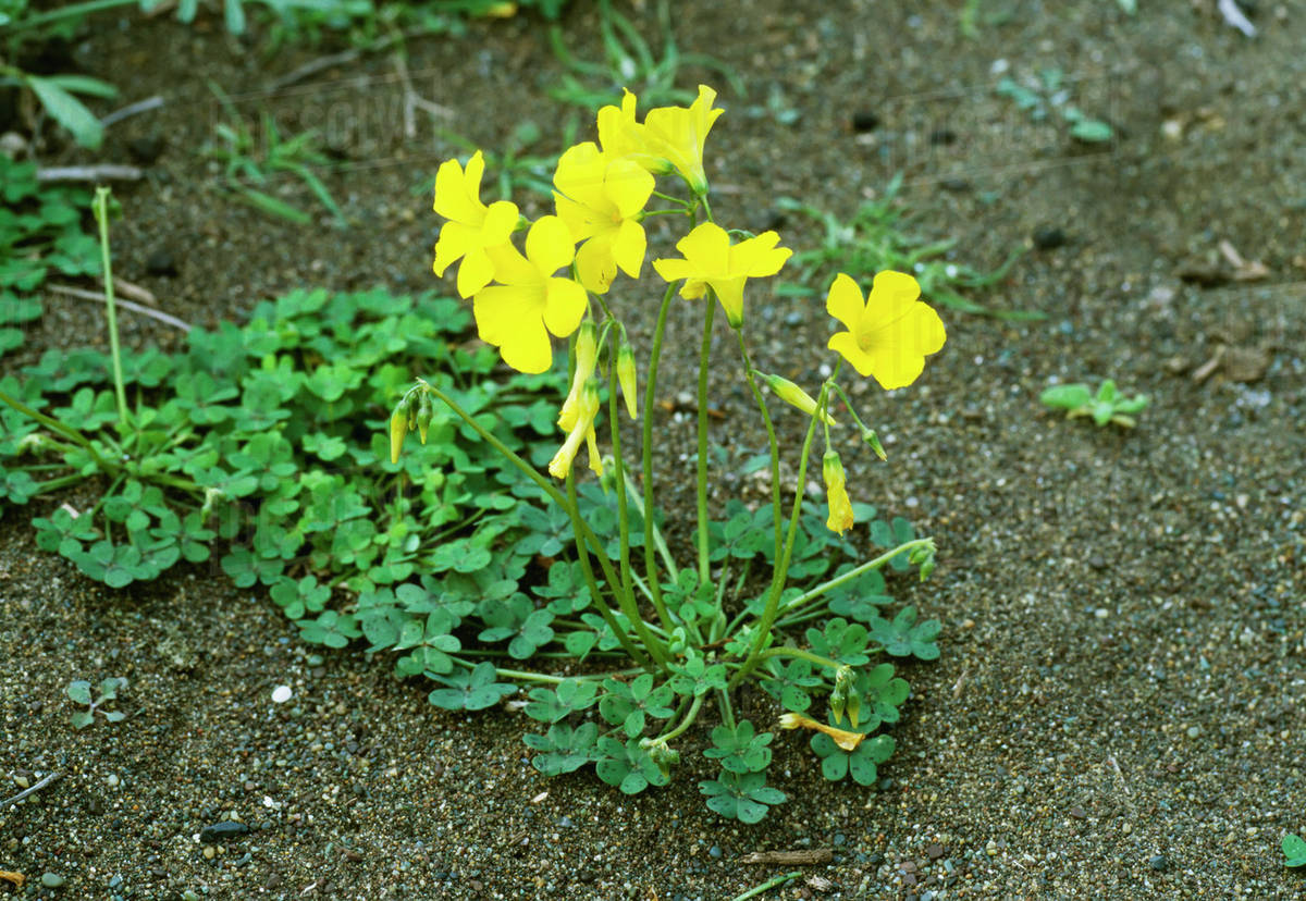 Bermuda Buttercup