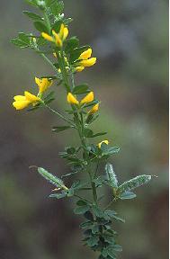 French Broom